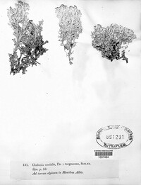 Cladonia uncialis image
